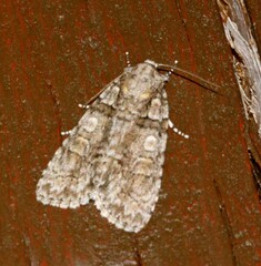 Acronicta tristis