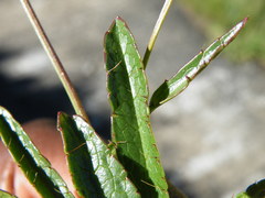 Alepidea pusilla