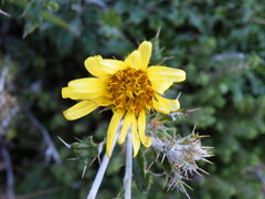 Berkheya rosulata