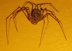 Scytodes globula