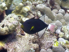 Melichthys vidua