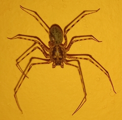 Scytodes globula