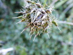 Berkheya rosulata