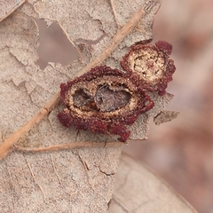 Polystepha symmetrica