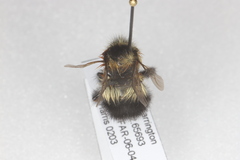 Bombus sandersoni