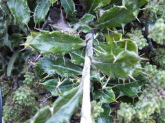 Berkheya rosulata