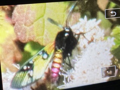 Chrysocale principalis