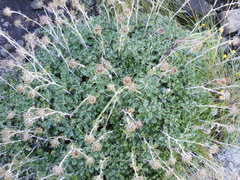 Berkheya rosulata