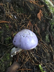 Cortinarius traganus
