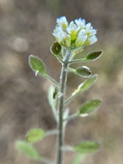 Tomostima platycarpa