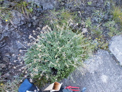 Berkheya rosulata