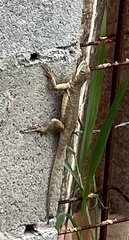 Tropidurus