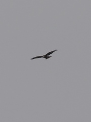 Milvus milvus