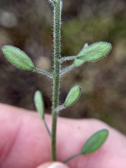 Tomostima platycarpa