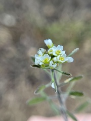 Tomostima platycarpa
