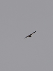 Milvus milvus