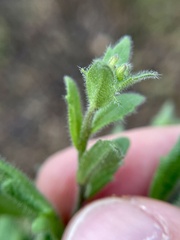 Tomostima platycarpa