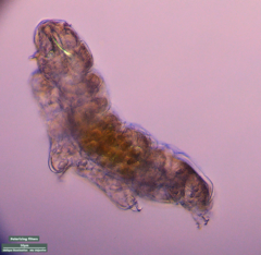 Tardigrada