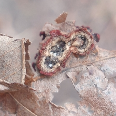 Polystepha symmetrica