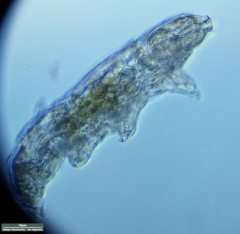 Tardigrada