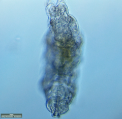 Tardigrada