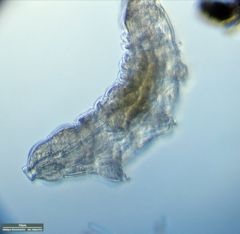 Tardigrada