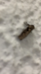 Agrotis exclamationis