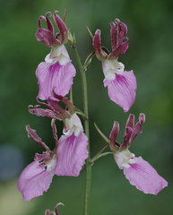 Eulophia guineensis