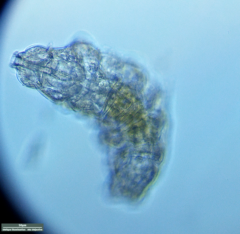 Tardigrada