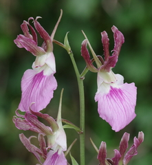 Eulophia guineensis