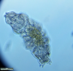 Tardigrada