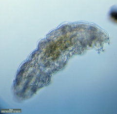 Tardigrada