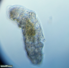 Tardigrada