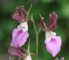 Eulophia guineensis