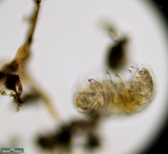 Tardigrada