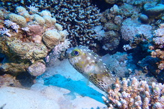 Cyclichthys spilostylus