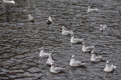 Chroicocephalus ridibundus