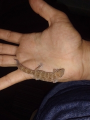 Pachydactylus capensis