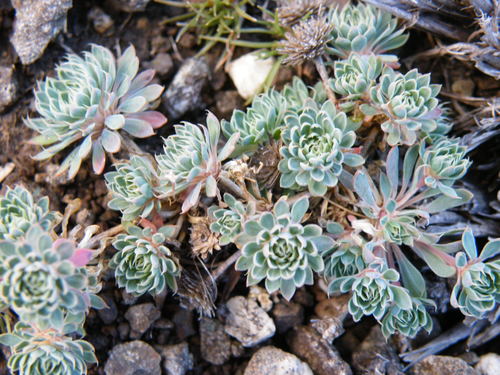 Berg Stackleaf (Psammotropha obtusa) · iNaturalist