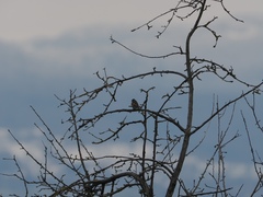Fringilla coelebs
