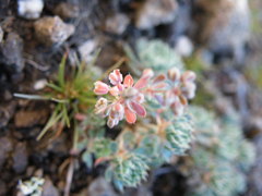 Psammotropha obtusa
