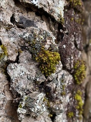 Orthotrichum ohioense