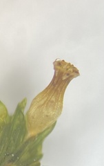 Orthotrichum ohioense