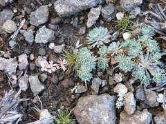 Psammotropha obtusa