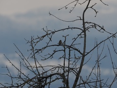Fringilla coelebs