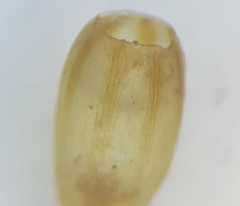 Orthotrichum ohioense