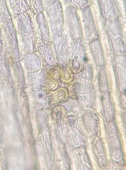 Orthotrichum ohioense
