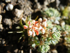 Psammotropha obtusa