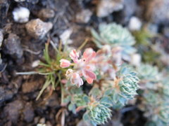 Psammotropha obtusa