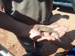 Chondrodactylus bibronii